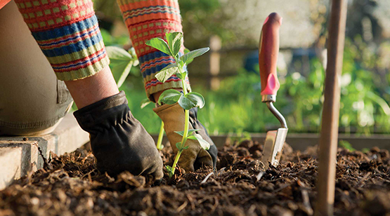Gardening